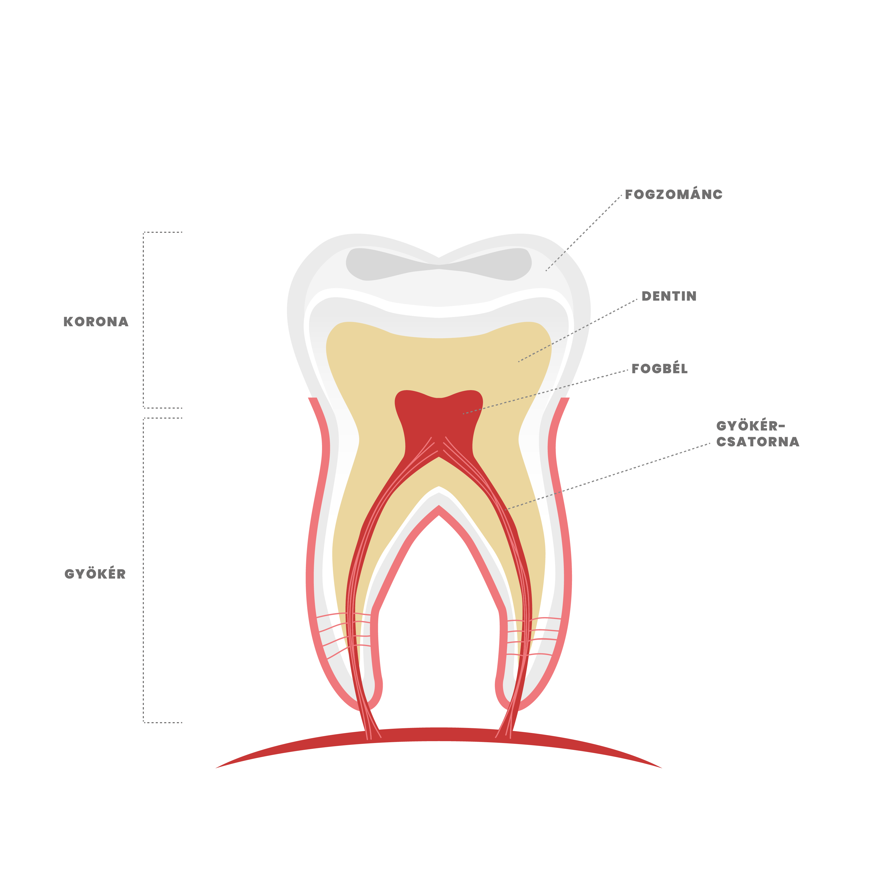 pakozdy_fog_felepitese-01
